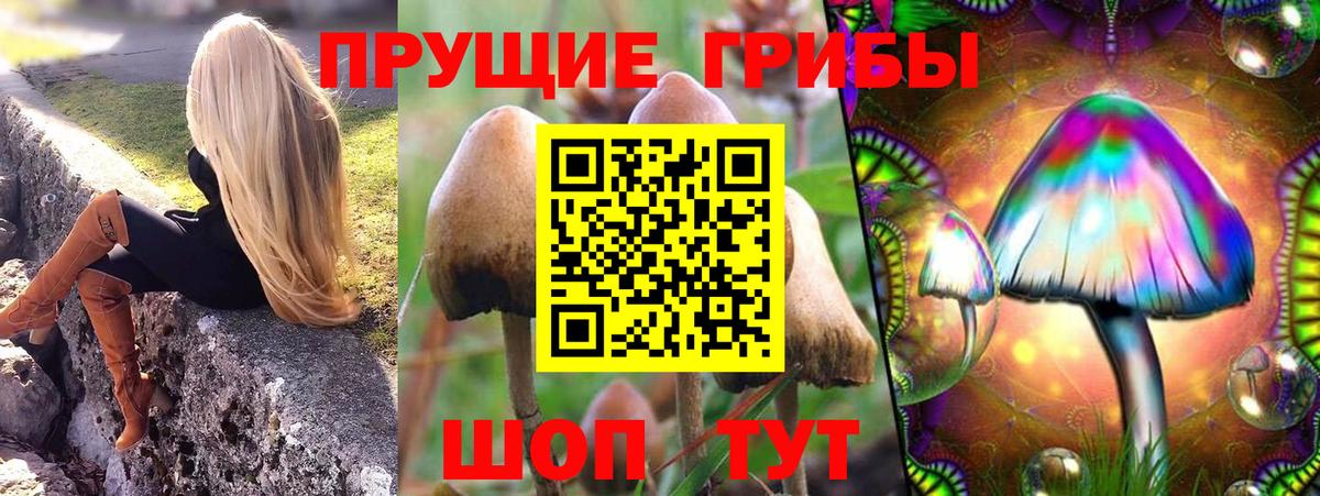 Галлюциногенные грибы Psilocybe  Вход с VPN  Дивногорск 